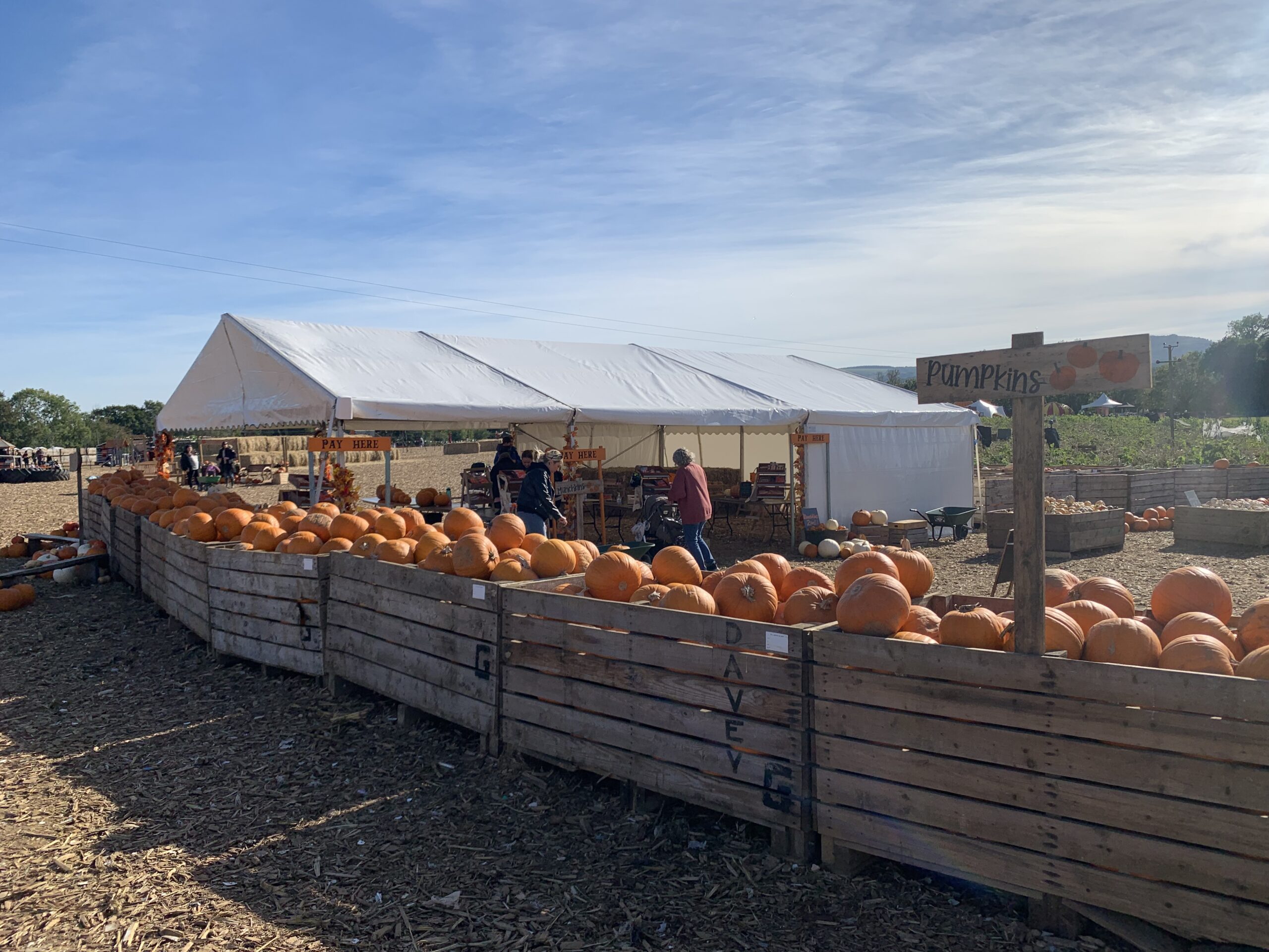 Outdoor pumpkin patch with a white marquee used for seasonal retail and farm shop sales.